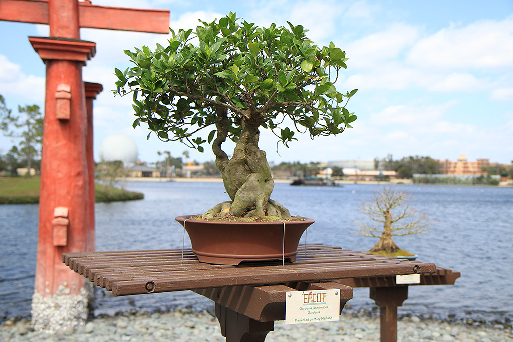 International Flower and Garden Festival