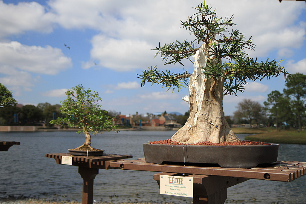 International Flower and Garden Festival
