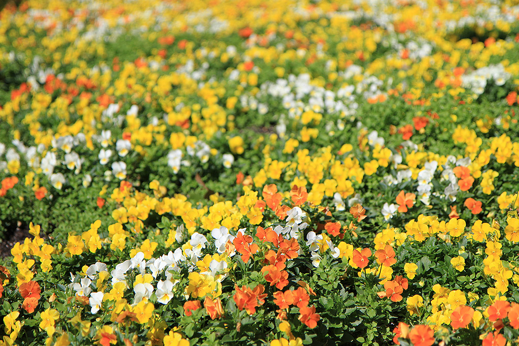 International Flower and Garden Festival
