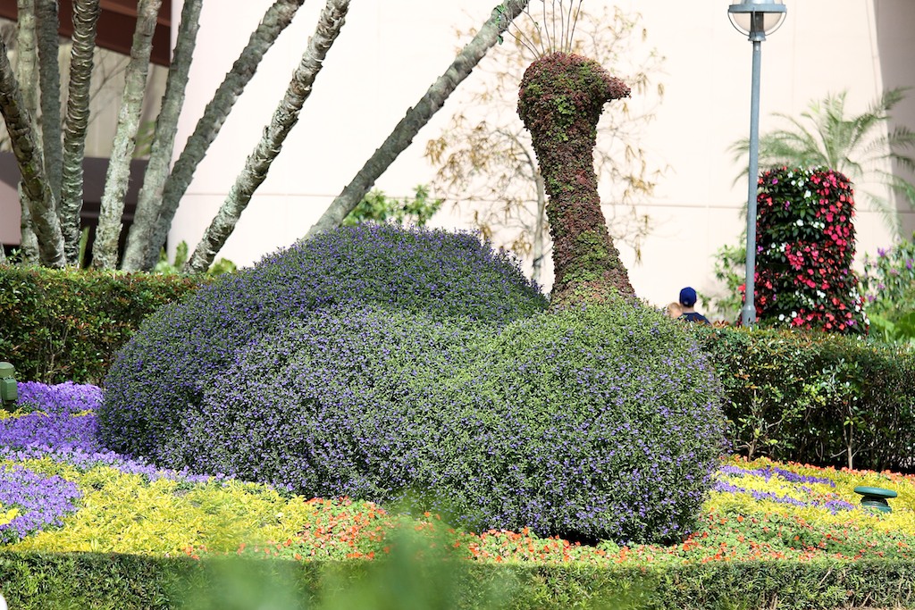 International Flower and Garden Festival - Topiary Peacock behind Spaceship Earth