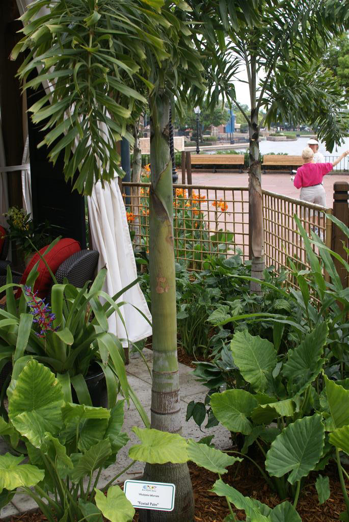 International Flower and Garden Festival