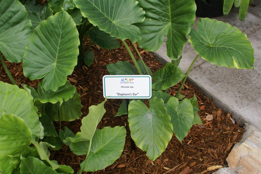 International Flower and Garden Festival