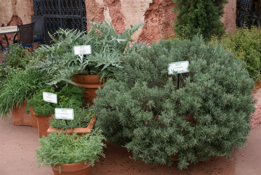 International Flower and Garden Festival