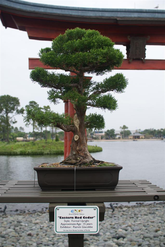 International Flower and Garden Festival