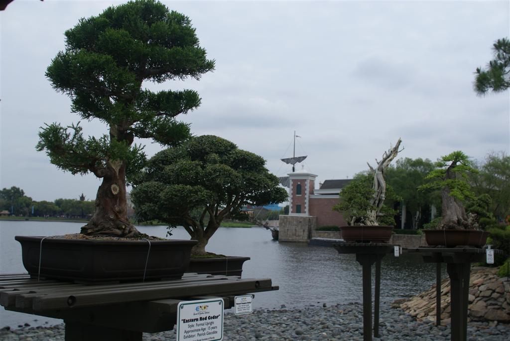 International Flower and Garden Festival