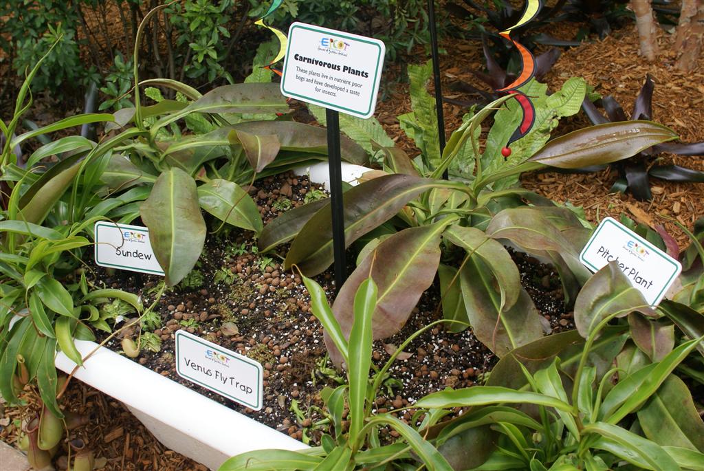 International Flower and Garden Festival