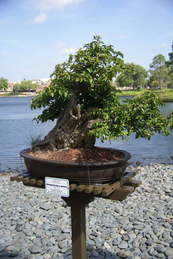 International Flower and Garden Festival