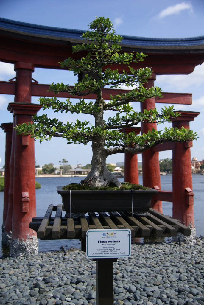 International Flower and Garden Festival