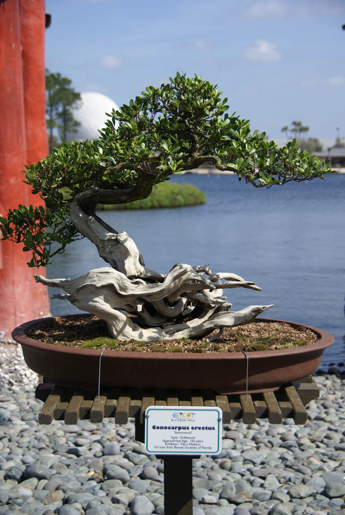 International Flower and Garden Festival