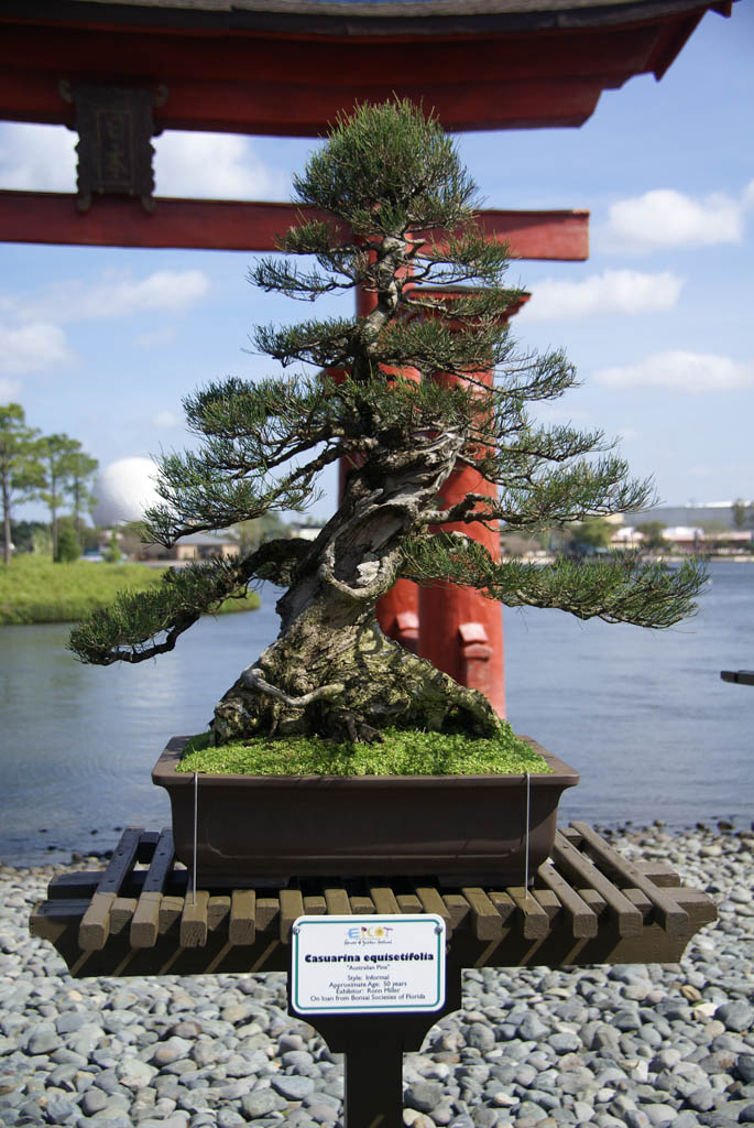 International Flower and Garden Festival