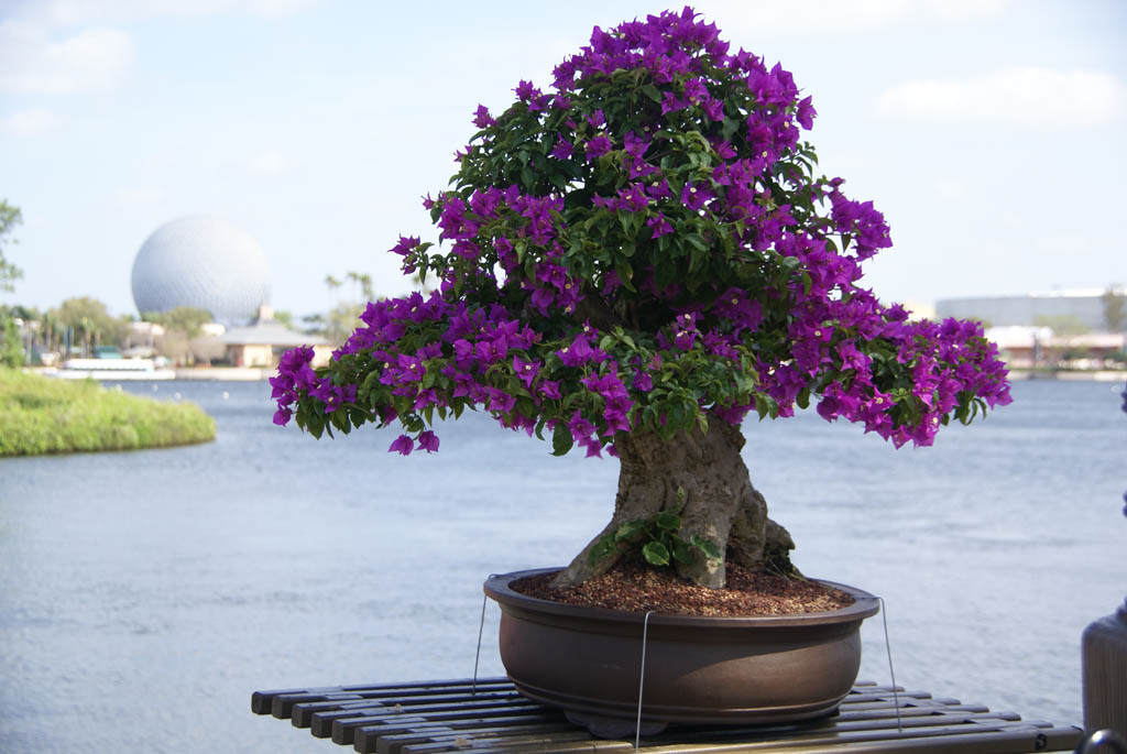 International Flower and Garden Festival