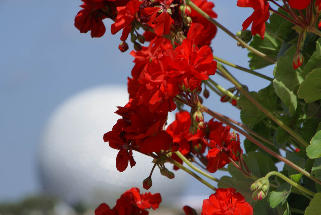 International Flower and Garden Festival