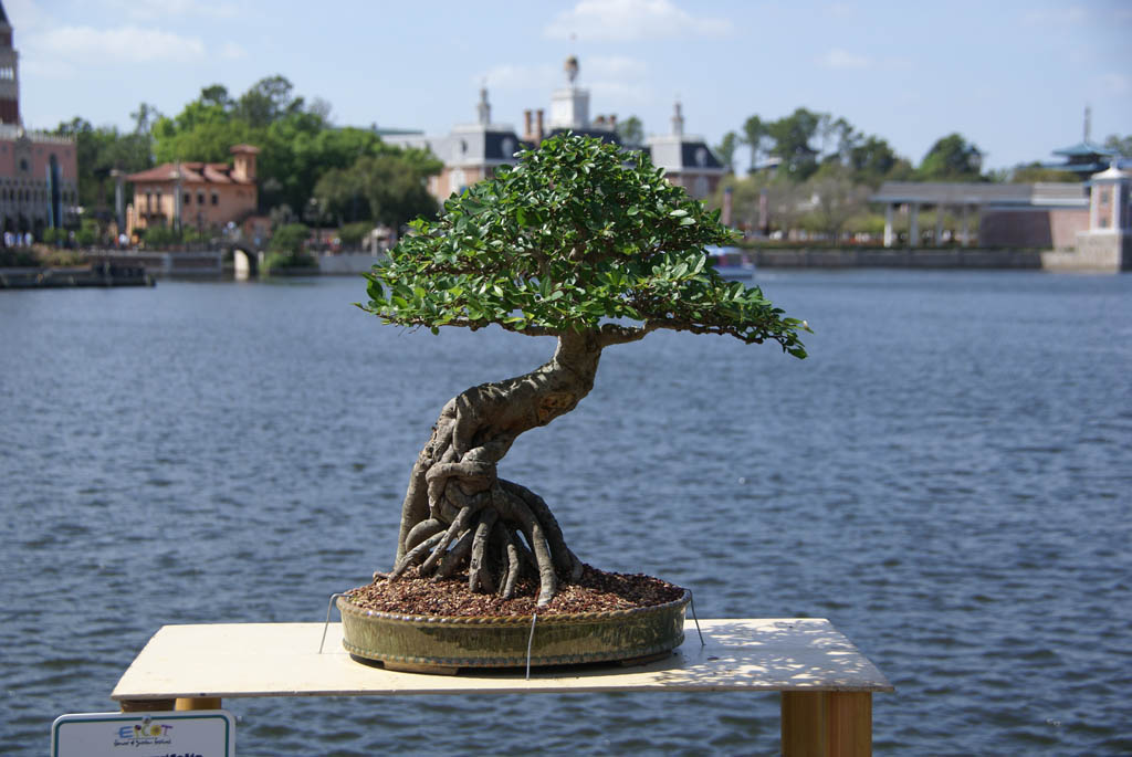International Flower and Garden Festival