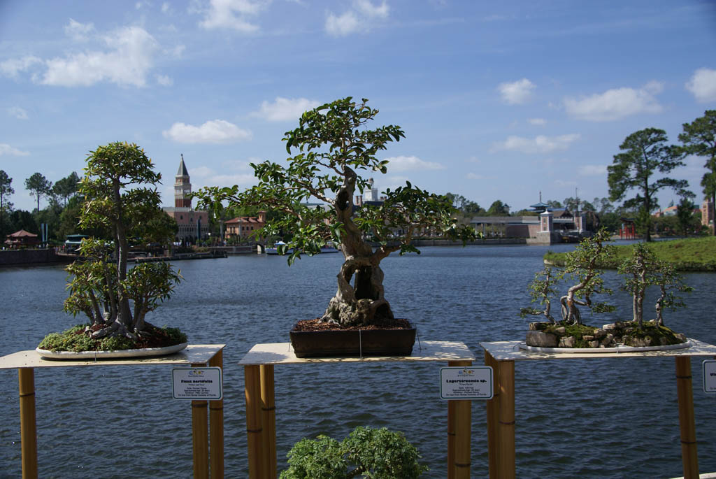 International Flower and Garden Festival