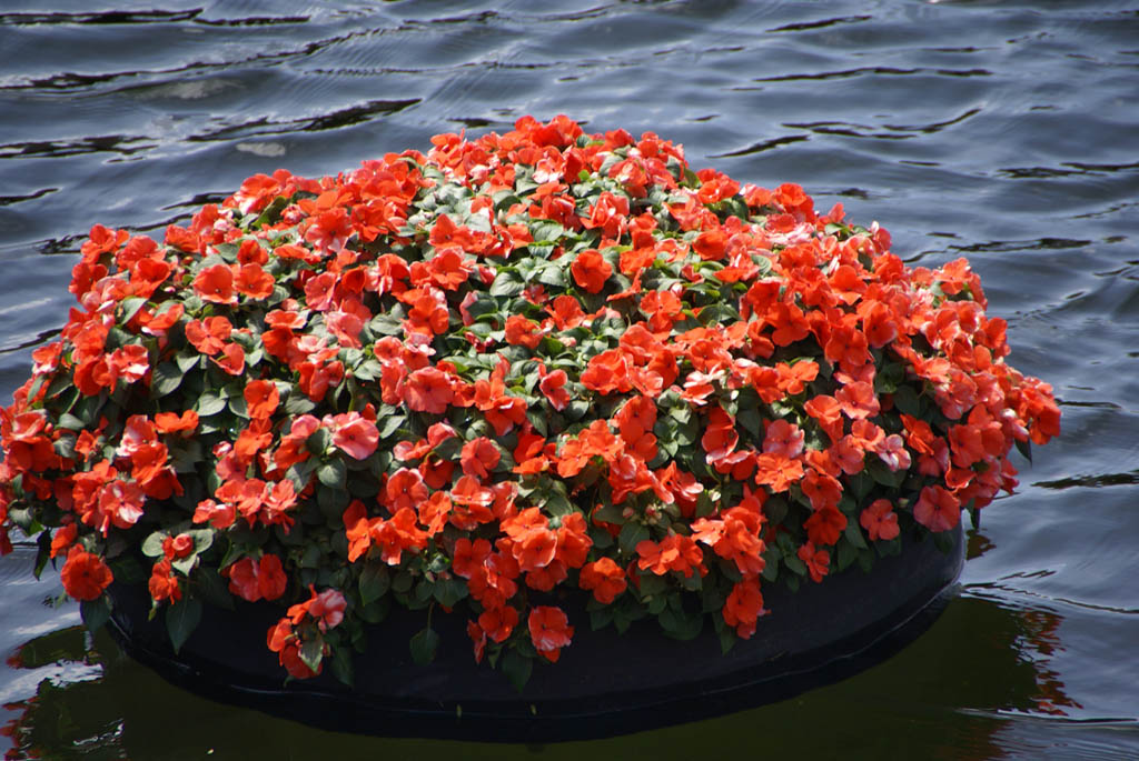 International Flower and Garden Festival