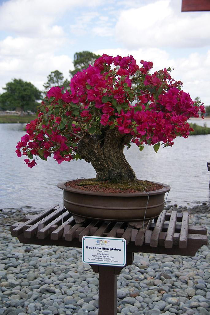 International Flower and Garden Festival