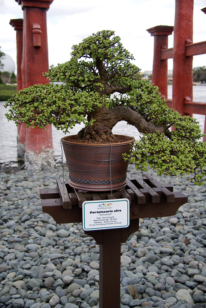 International Flower and Garden Festival