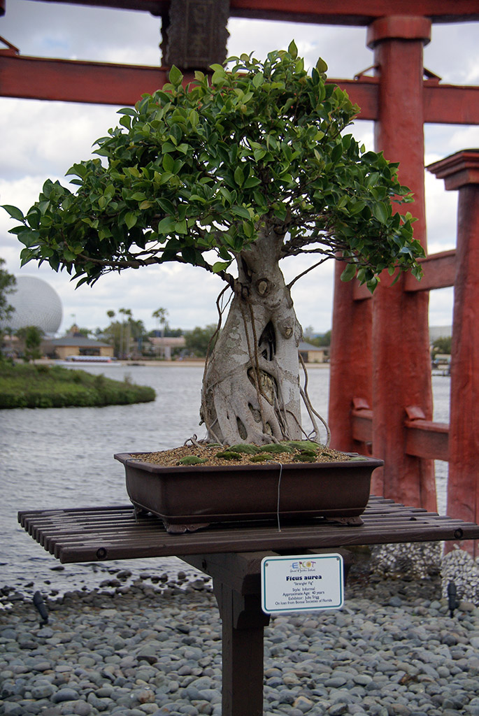International Flower and Garden Festival