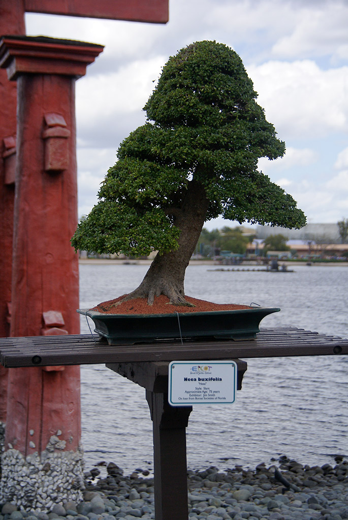 International Flower and Garden Festival