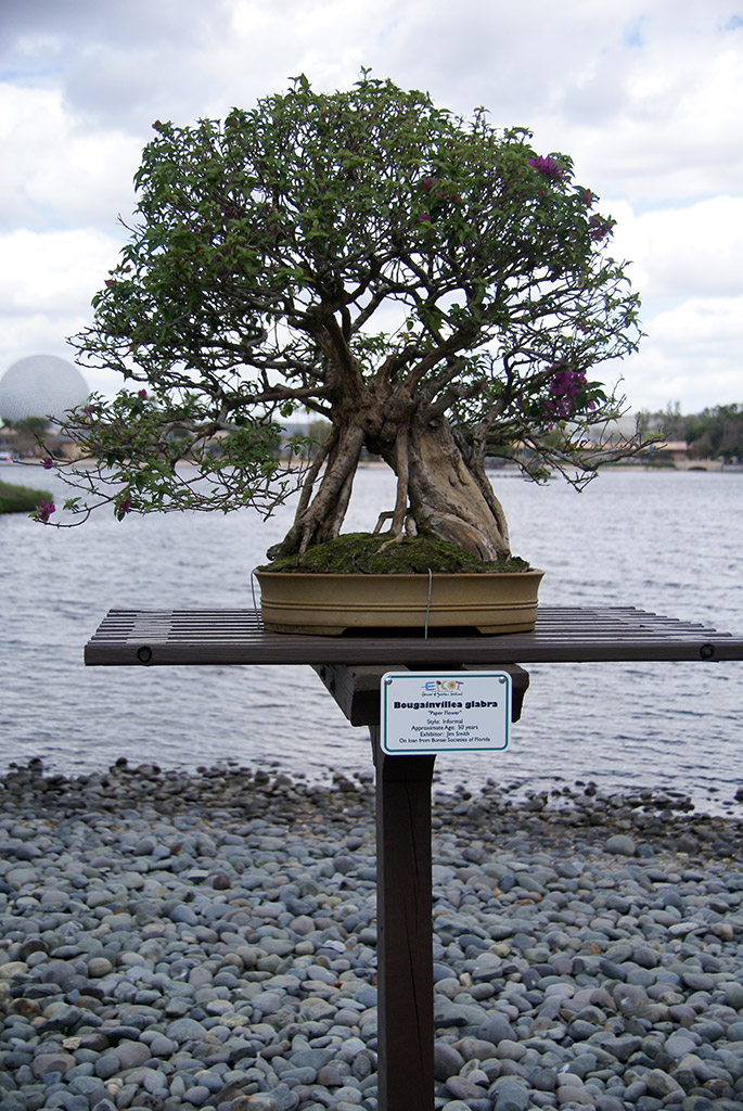 International Flower and Garden Festival