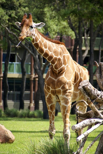 Disney's Animal Kingdom Lodge