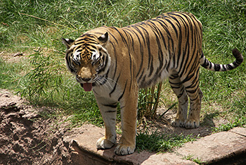 Maharajah Jungle Trek