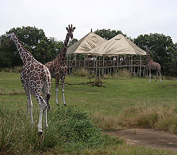 Wild Africa Trek